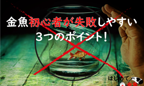 はじめて金魚 はじめての金魚のいる生活 はじめて金魚 はじめての金魚のいる生活