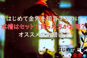 家の中にあるもので代用 水槽セットが家にない 金魚を飼育するために必要なものを準備しよう はじめて金魚