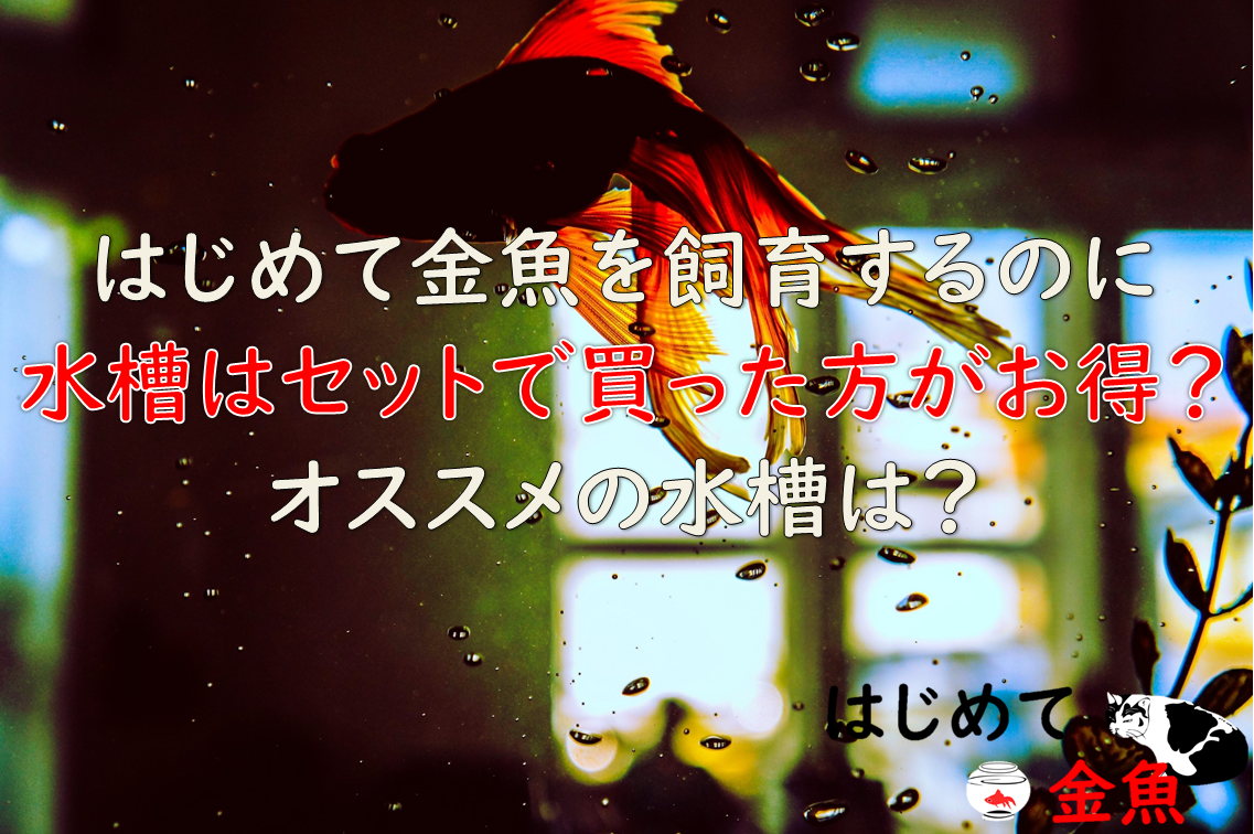 はじめて金魚を飼育するのに水槽はセットで買った方がお得 オススメの水槽サイズは はじめて金魚