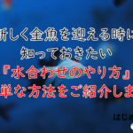 金魚が元気に 塩浴の作り方 期間 水換え エサはどうする すべての疑問を解決します はじめて金魚