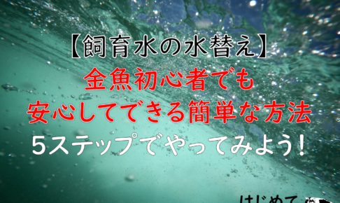 飼育水の水替え 金魚初心者でも安心してできる簡単な方法を５ステップでやってみよう はじめて金魚