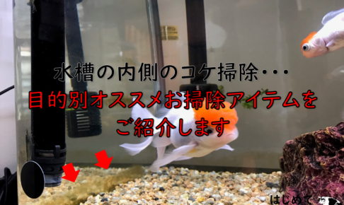 金魚のオススメ飼育道具 はじめて金魚