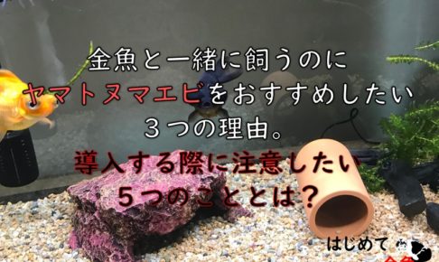 金魚と一緒に飼える生き物 はじめて金魚