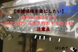 金魚と一緒に飼うのにヤマトヌマエビをおすすめしたい３つの理由 導入する際に注意したい５つのこととは はじめて金魚