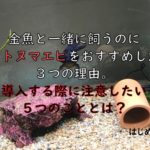 金魚と一緒に飼うのにヤマトヌマエビをおすすめしたい３つの理由。導入する際に注意したい５つのこととは？