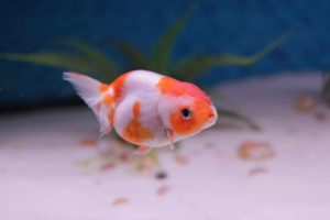 金魚の子供 色はいつ変わる どうやったらきれいな色になる 育てた稚魚の色が変化する様子の写真つき はじめて金魚