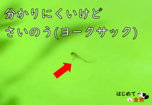金魚の赤ちゃん 稚魚の育て方 ふ化してから１カ月までどう育てる 初心者が気を付けるべき３つのこと はじめて金魚