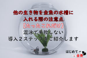 金魚と一緒に飼うのにヤマトヌマエビをおすすめしたい３つの理由 導入する際に注意したい５つのこととは はじめて金魚