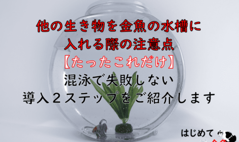 金魚と一緒に飼える生き物 はじめて金魚