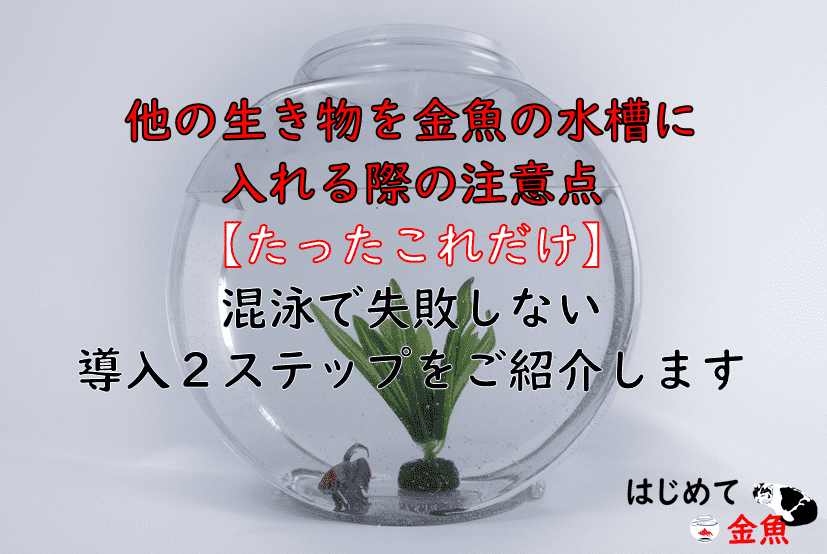 他の生き物を金魚の水槽にいれる際の注意点 たったこれだけ 混泳で失敗しない導入２ステップをご紹介します はじめて金魚