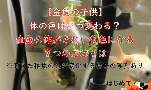 金魚の産卵から稚魚の育て方 はじめて金魚
