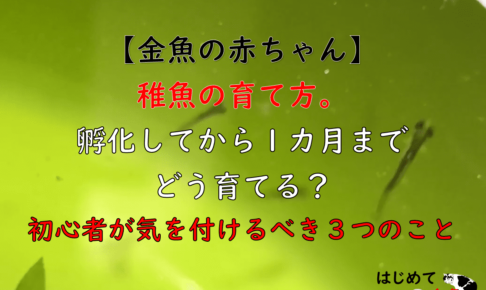 金魚の産卵から稚魚の育て方 はじめて金魚