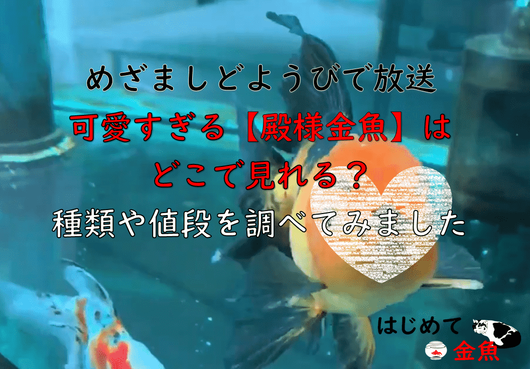 めざましどようびで紹介され話題に 可愛すぎる 殿様金魚 はどこで見れる 種類は何 いくらで買える はじめて金魚